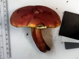 Boletus pallidoroseus image