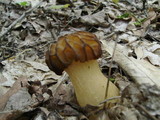 Morchella punctipes image