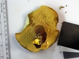 Boletus pallidoroseus image