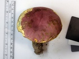 Boletus roseopurpureus image