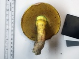 Boletus roseopurpureus image