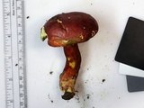 Boletus carminiporus image