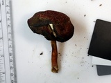Boletellus pseudochrysenteroides image