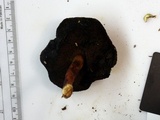 Boletellus pseudochrysenteroides image