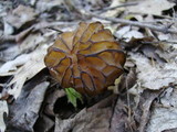 Morchella punctipes image