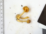 Cantharellus appalachiensis image