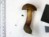 Boletus vermiculosoides image