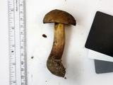 Boletus vermiculosoides image