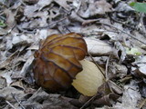 Morchella punctipes image