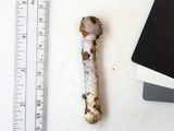Cortinarius cylindripes image