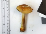 Cortinarius corrugatus image