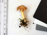 Hydnum cuspidatum image