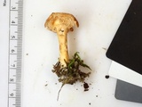 Hydnum cuspidatum image