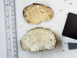 Fomitopsis spraguei image