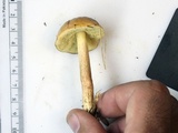 Leccinum longicurvipes image