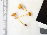 Mycena crocea image