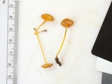 Mycena crocea image