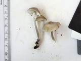 Mycena niveipes image
