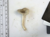 Amanita farinosa image
