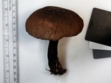 Tylopilus alboater image