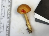 Leccinum longicurvipes image