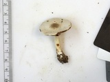 Agaricus leptocaulis image