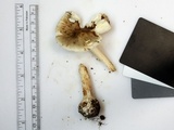 Amanita brunnescens image