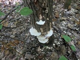 Trametes gibbosa image