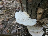 Trametes gibbosa image