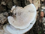 Trametes gibbosa image