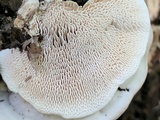 Trametes gibbosa image