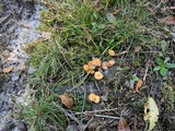 Xeromphalina cornui image