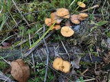 Xeromphalina cornui image