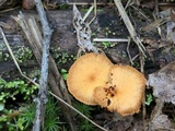 Xeromphalina cornui image