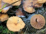 Xeromphalina cornui image
