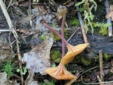 Xeromphalina cornui image