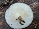 Polyporus brumalis image