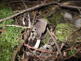 Helvella compressa image