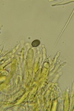 Aleurodiscus oakesii image