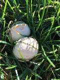 Agaricus arvensis image