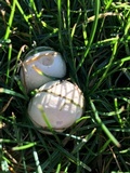 Agaricus arvensis image