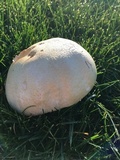 Agaricus arvensis image