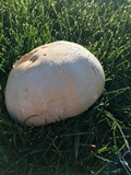 Agaricus arvensis image