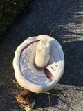 Agaricus arvensis image