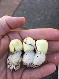 Agaricus arvensis image