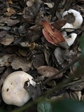Lepista subconnexa image