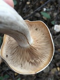 Lepista subconnexa image