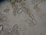 Botryobasidium conspersum image