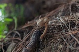 Austroboletus gracilis image