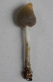 Psilocybe weraroa image